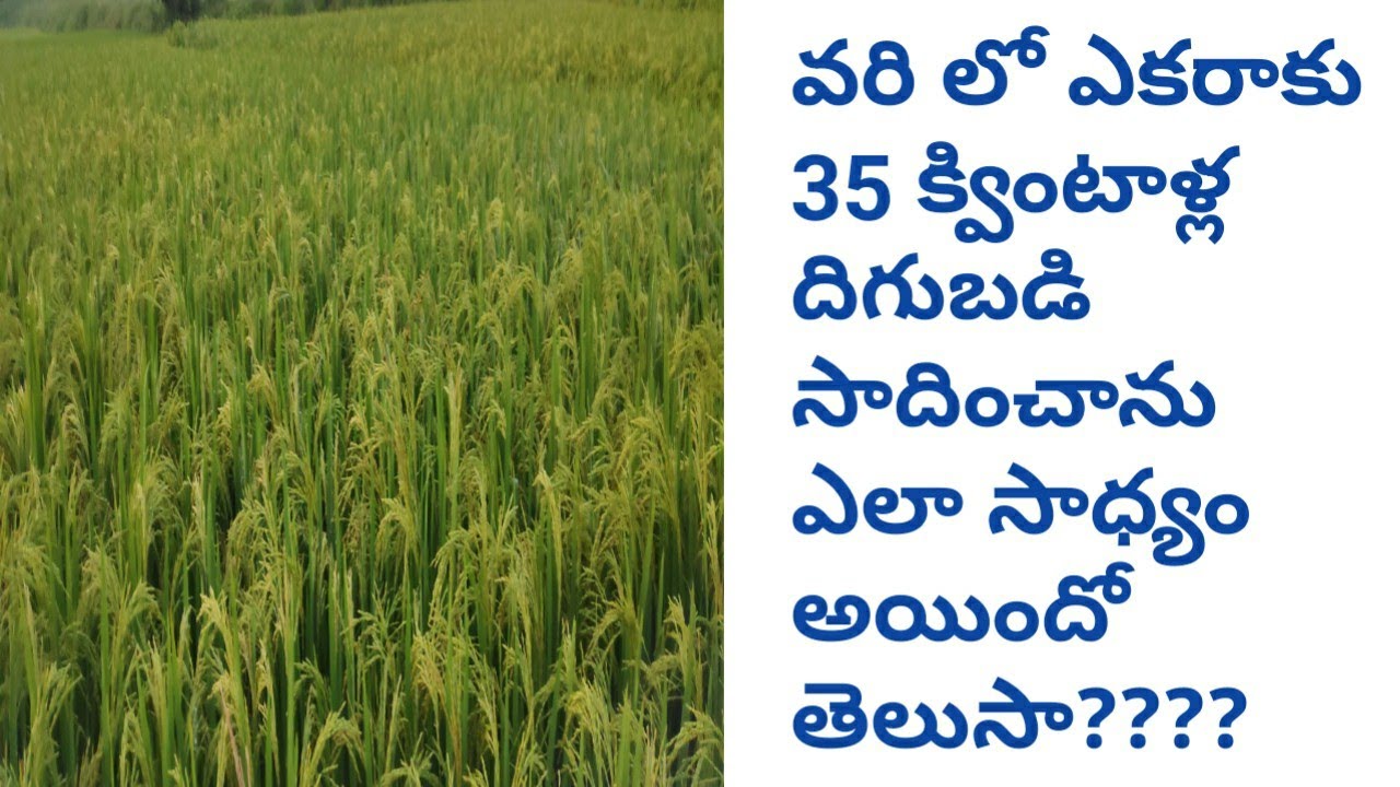 వరి లో ఎకరాకు 35 క్వింటాళ్ల దిగుబడి సాదించాను ఎలా సాధ్యం అయిందో తెలుసా????