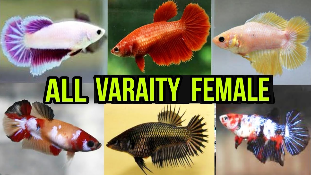 ALL VARAITY EMALE BETTA FOR SALE | BETTA FISH BREEDING | FIGHTER FISH BREEDING | GUPPY FISH BREEDING