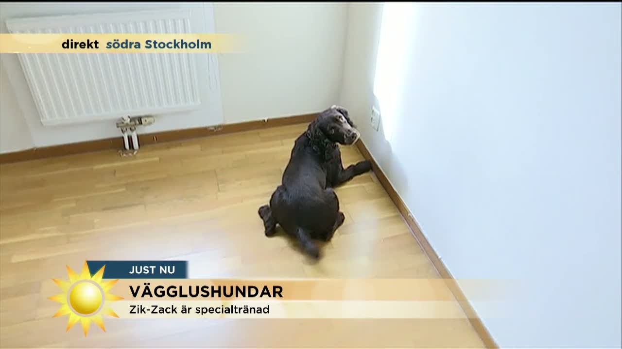 Här hittar hunden löss i lägenheten - Nyhetsmorgon (TV4)
