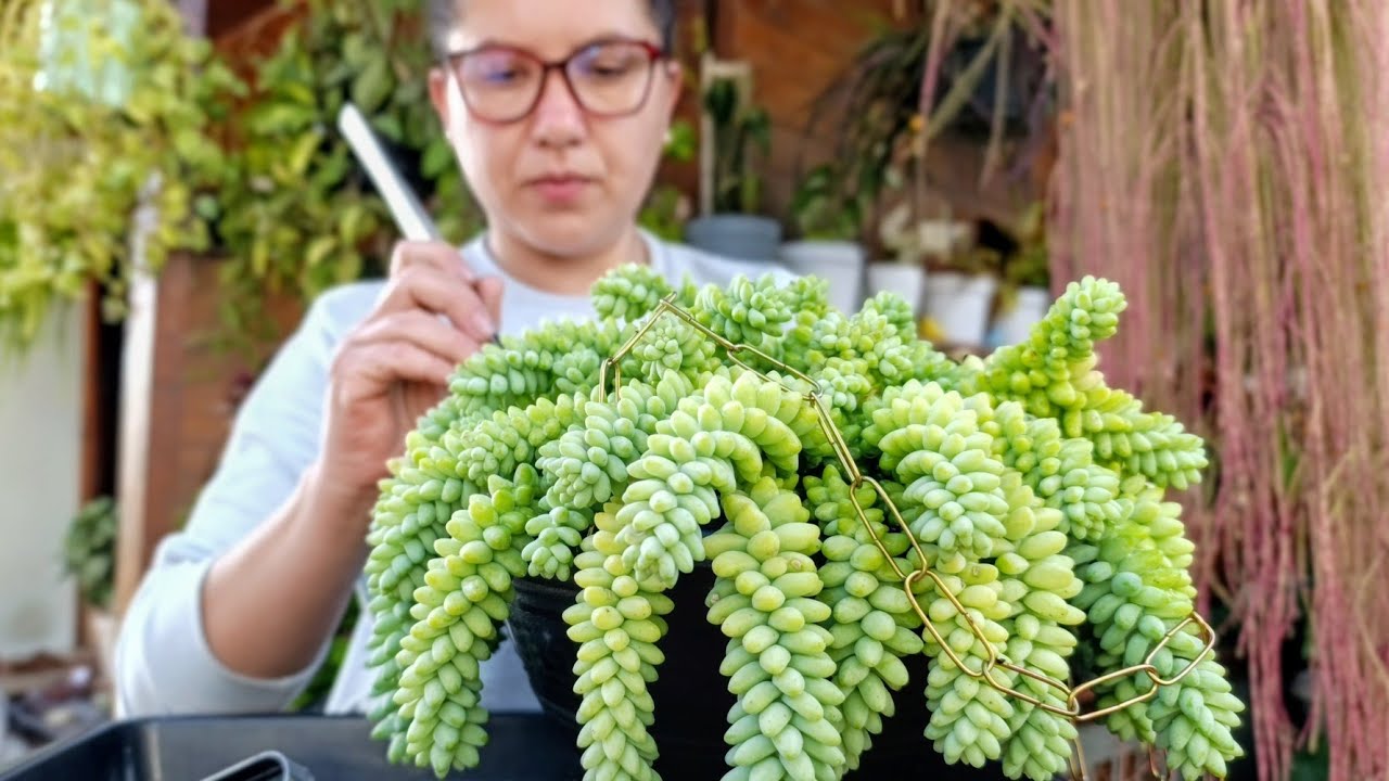 Suculentas: As mais resistentes do jardim + Acho que fiz bobagem 🤭