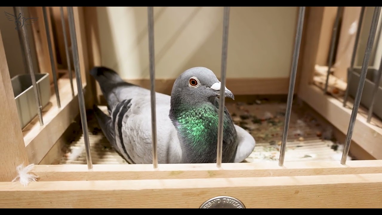 Portugal: Best Pigeons in the World | IBA 2026 | PigeonSongs (PT)