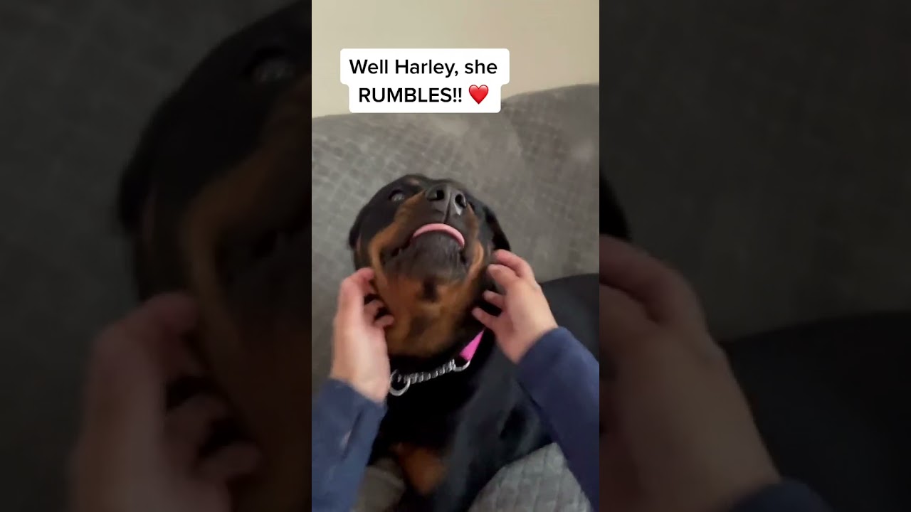 have you heard harleys rumble?🤗#dogsoftiktok#rottweiler#rottierumble#dogmom#shorts