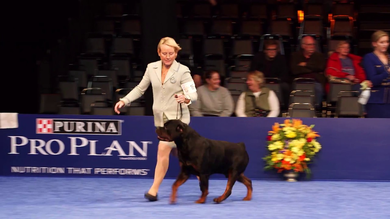 Road to Westminster (RTW):  Pro Handler Michelle Scott