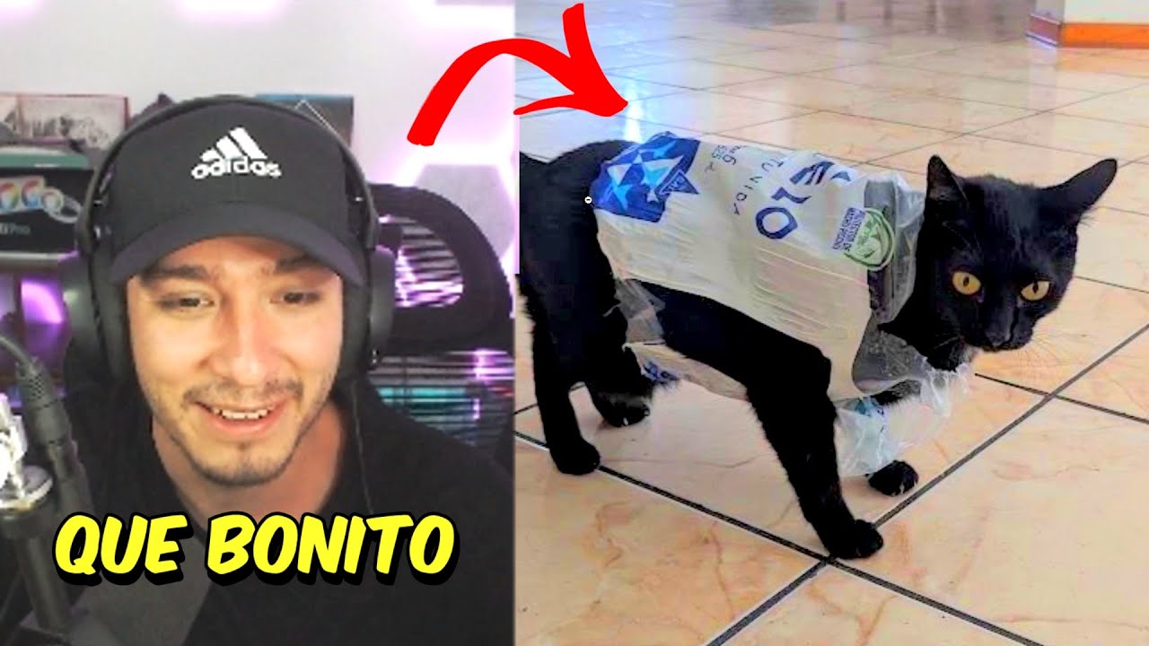 Hopa Reacciona a Mascotas de Suscriptores 🐱