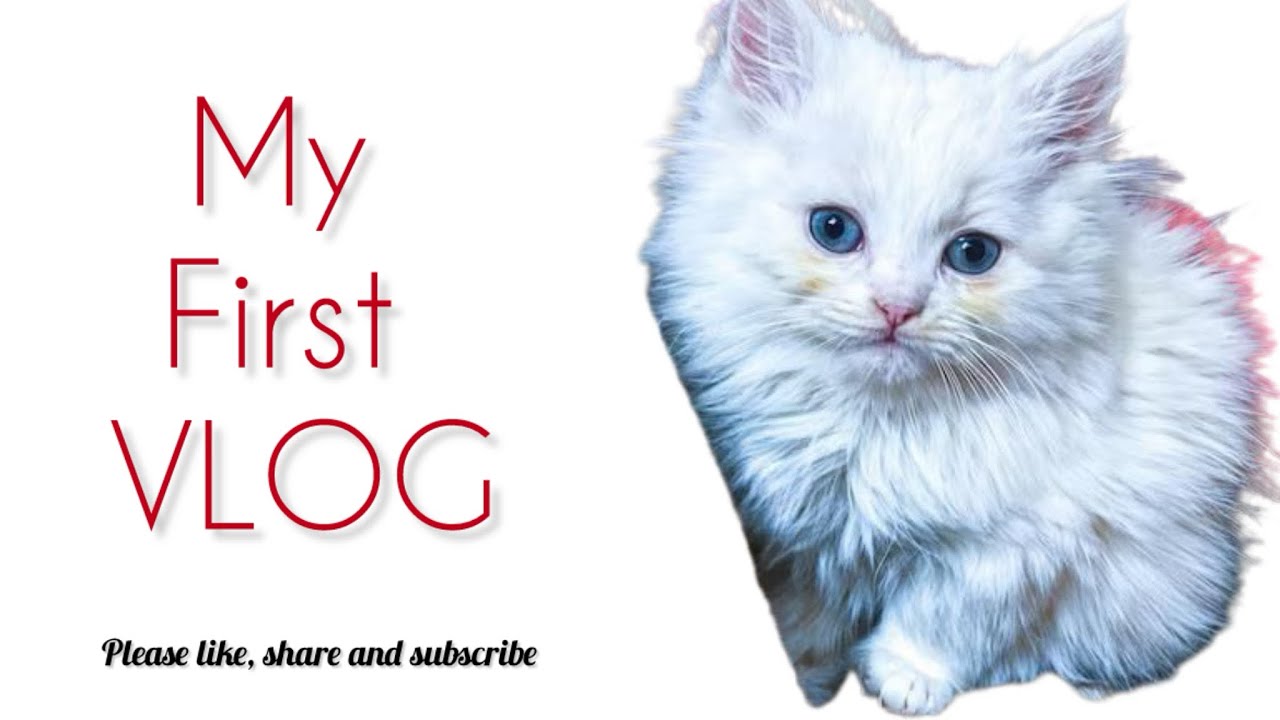 My First Vlog| 🐾 Meow there, hoomans! 🐾Welcome to my very first YouTube Vlog.