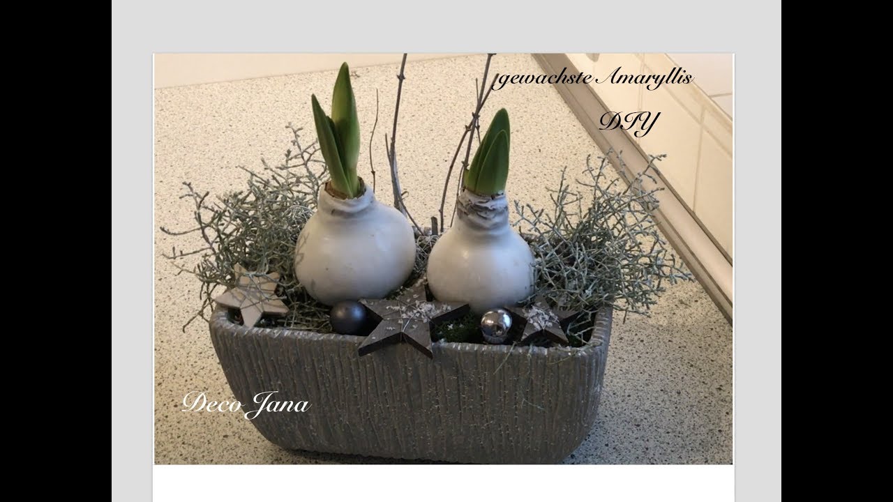 DIY: Weihnachtsdeko, gewachste Amaryllis zauberhaft in Szene gesetzt / Deko Jana