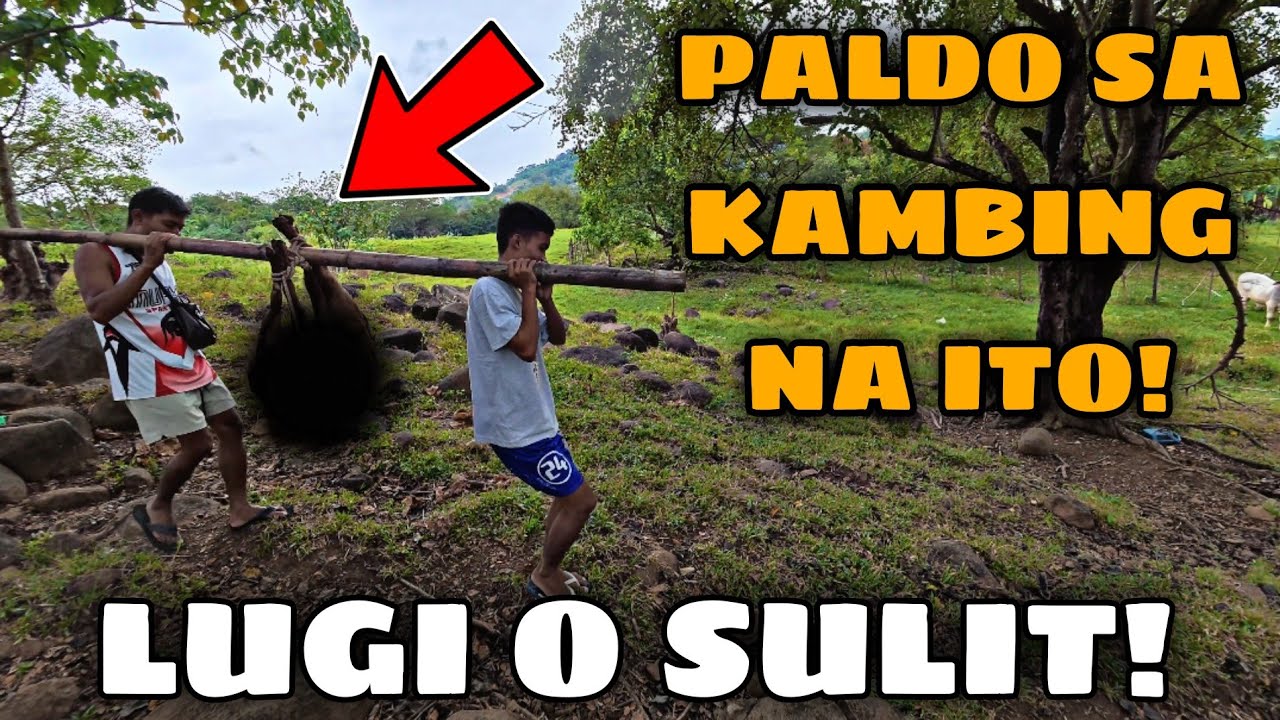 NAKABILI NA TAYO! SOBRANG DAMING KAMBING DITO! 😱