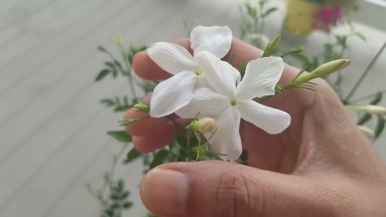 Common Jasmine Plant! Strong Scented Flowers🌼🌼
