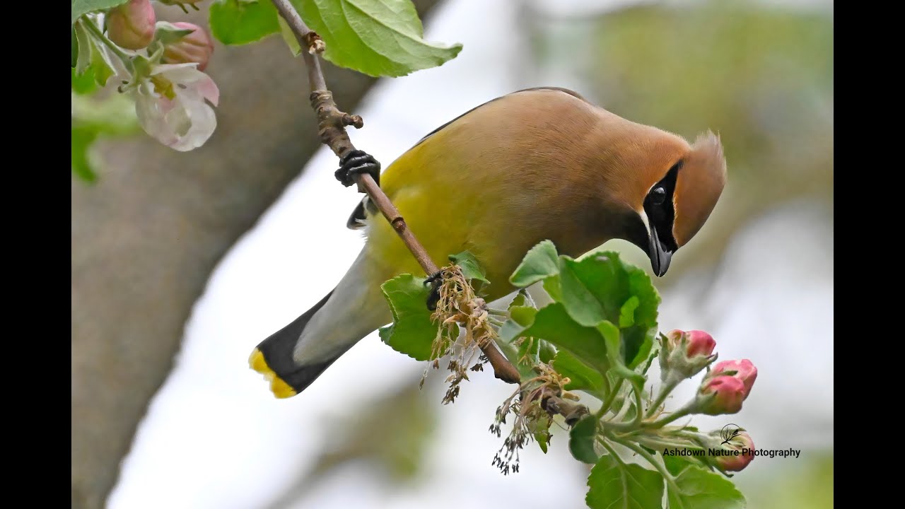 Cedar Wax wings