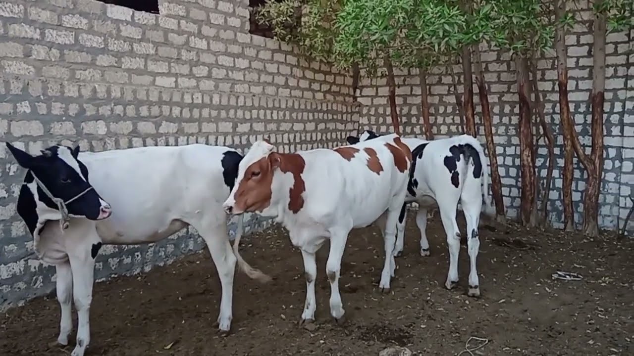 فوائد ومميزات البونيكام نسبه بروتين 14% وايه هي عيوبه