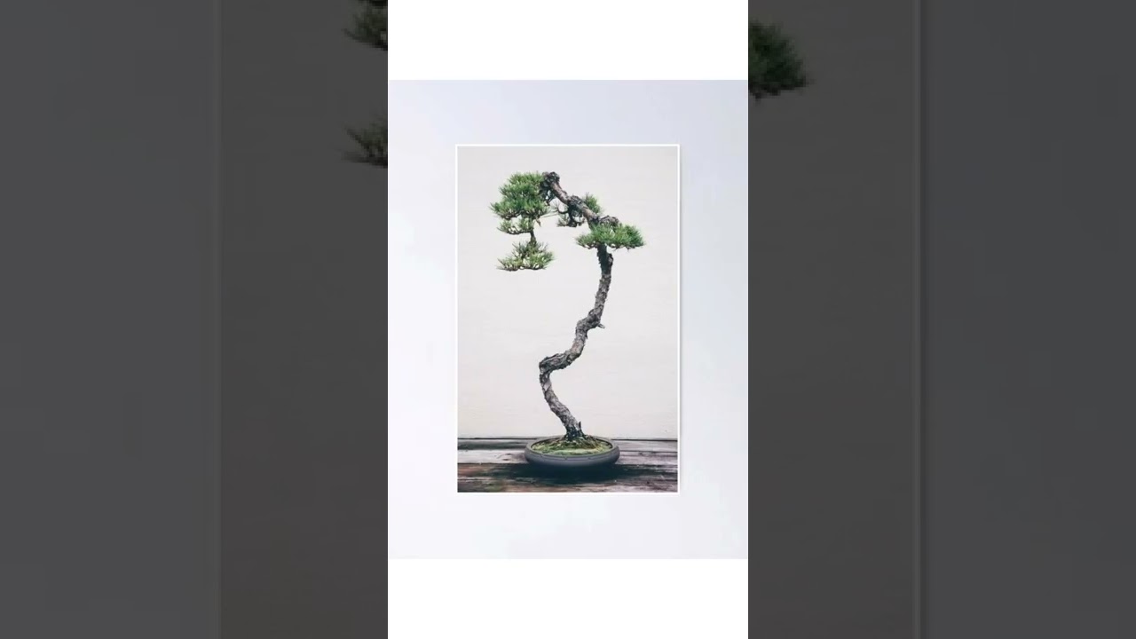 literati style bonsai 🌿#shorts #bonsai #garden