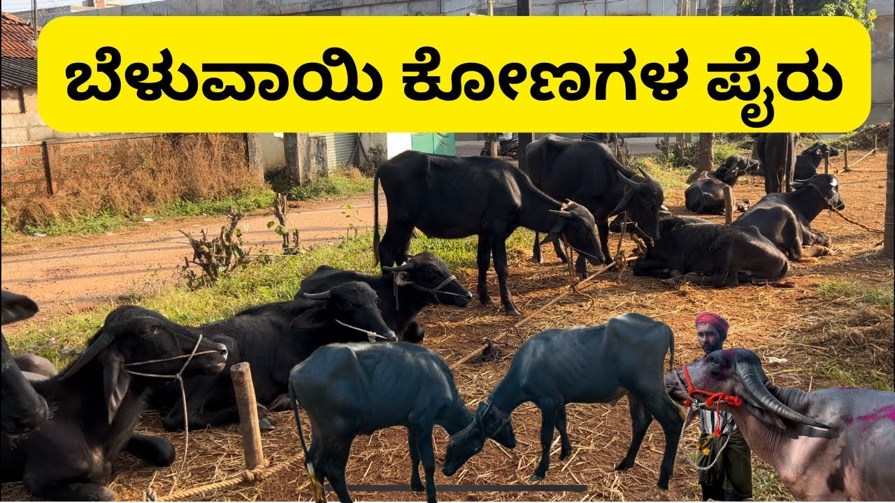 ಬೆಳುವಾಯಿ ಕೋಣಗಳ ಪೈರು | Belvai Buffalo market | Kadala Teera | Kambala #agriculture #kambala