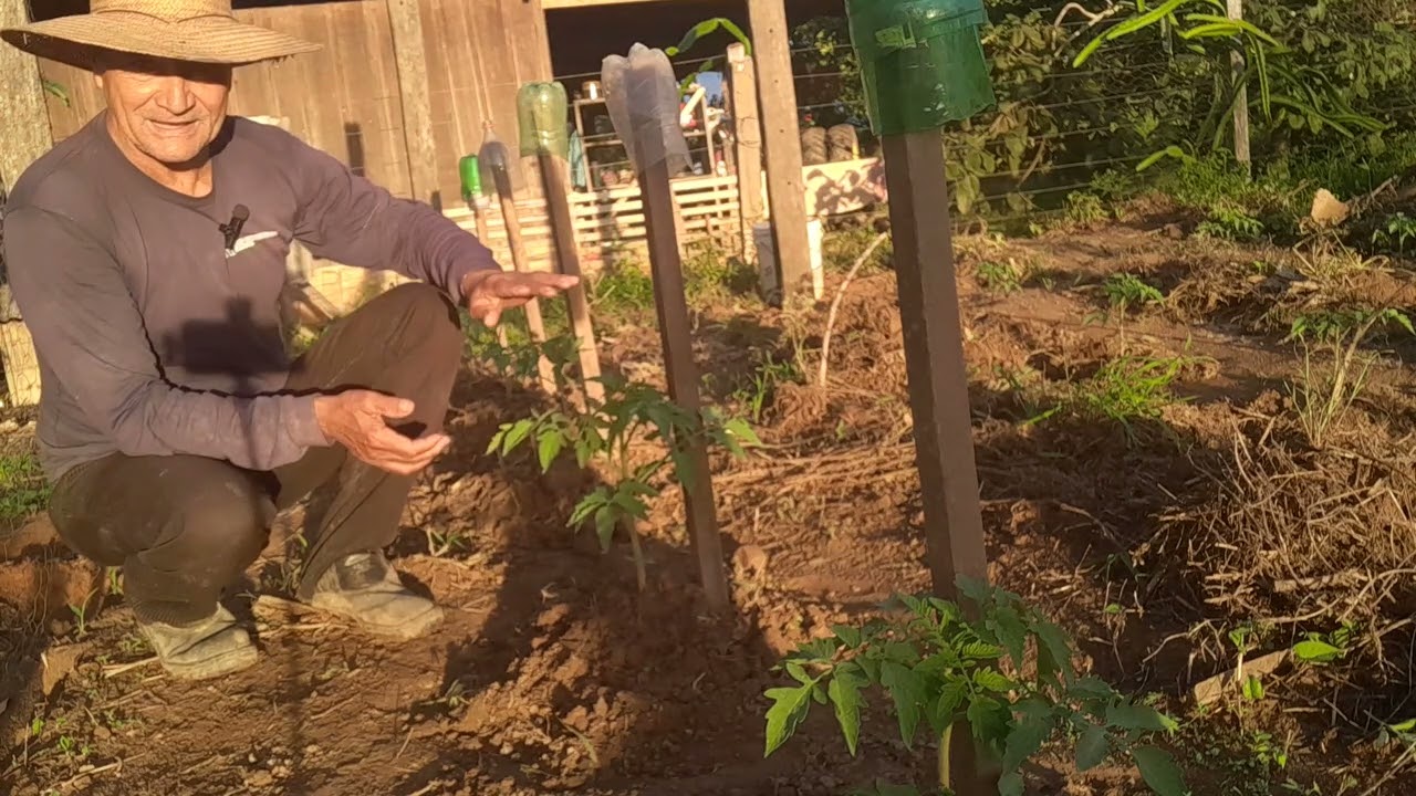Não  plante tomate  antes de assistir  esse  vídeo 