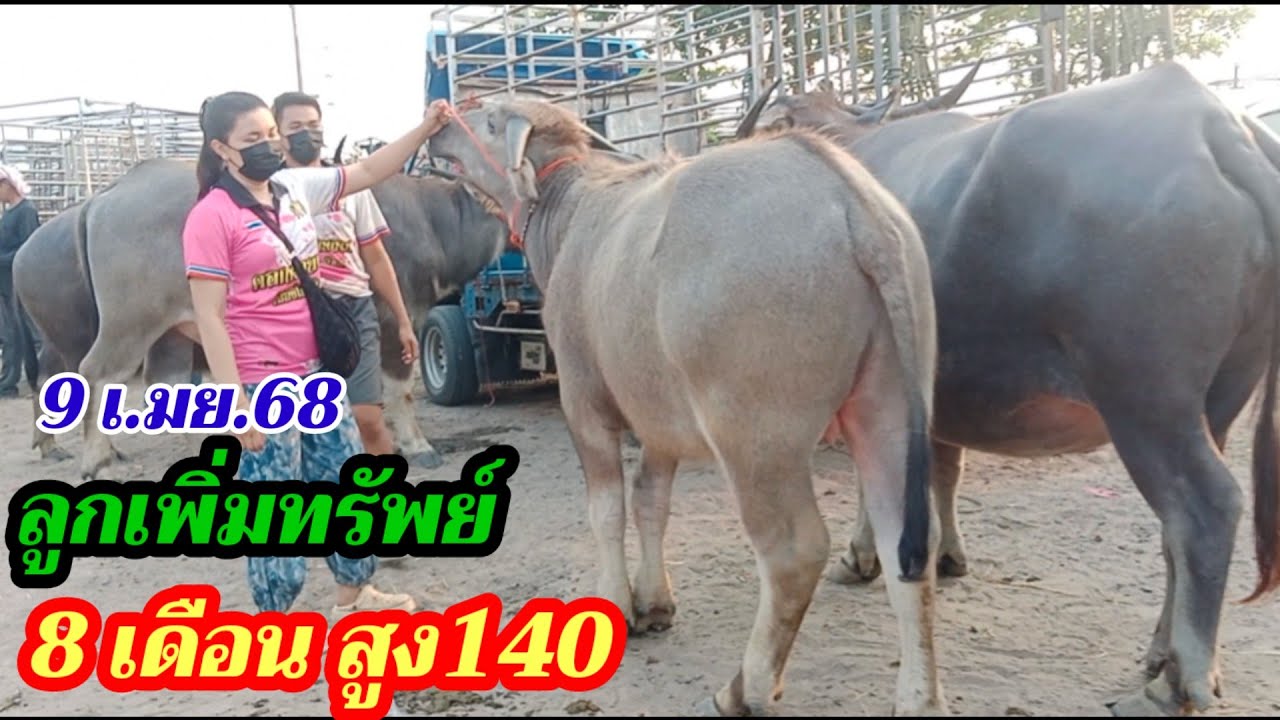 ราคาควายตลาดบ้านหัน ( 9 เม.ย.68 )