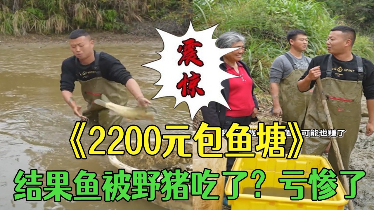 2200元包下壹個魚塘，結果魚被野豬吃了？虧慘了#小飛哥#三農 #我的鄉村生活 #新農人計劃2026 #我要上熱門