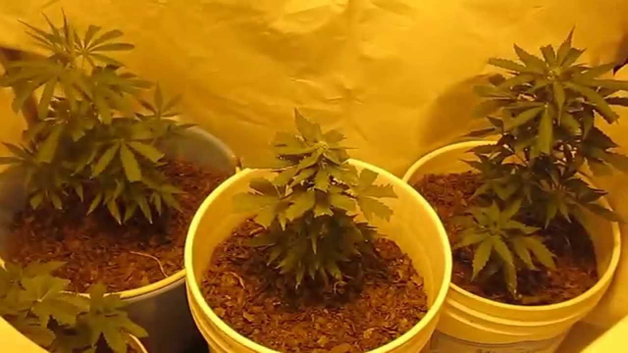 35 dias Sweet mix Sweet Seeds Auto Lagos Growers