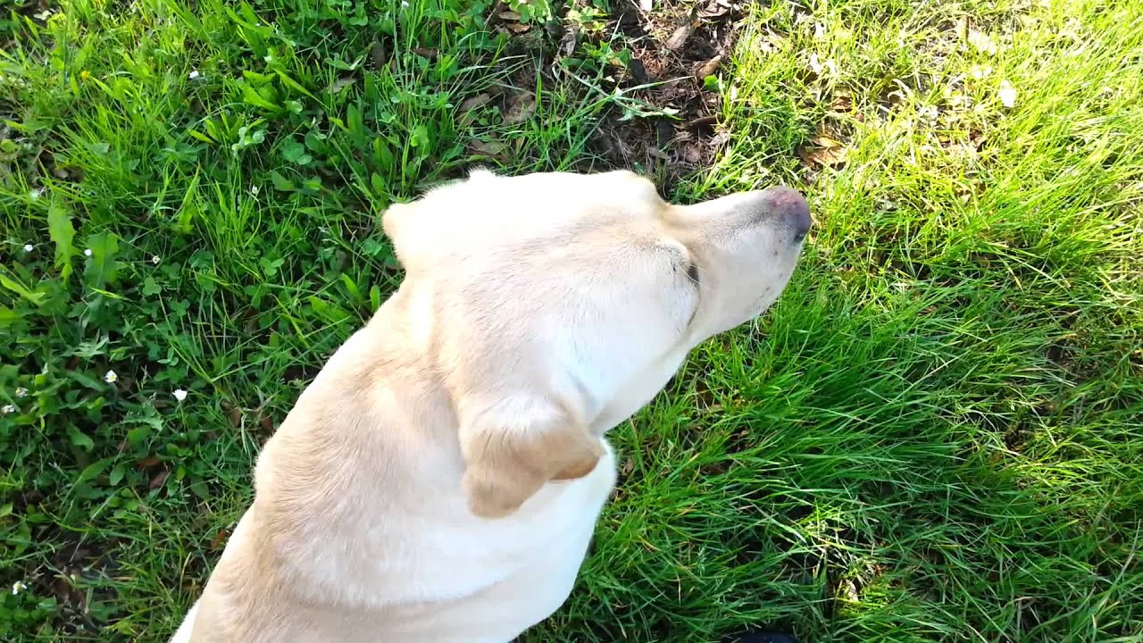 Addestramento labrador