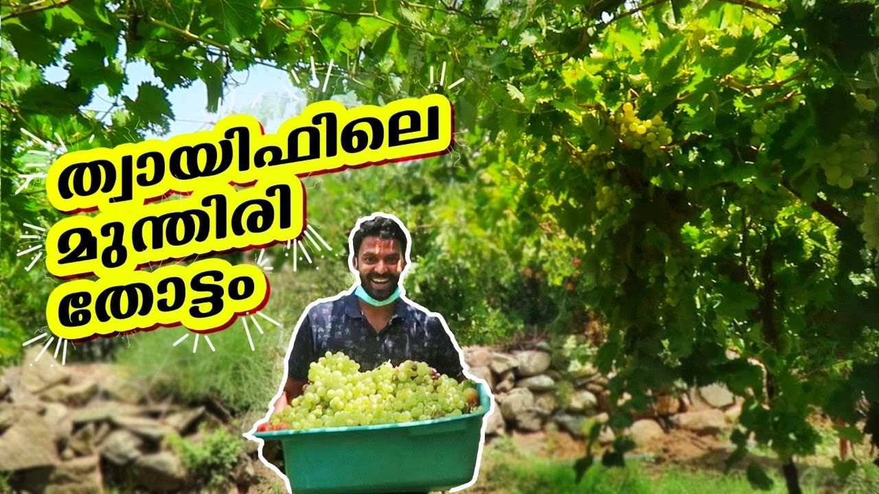 കോട കണ്ട്  മുന്തിരി തോപ്പിൽ രാപാർക്കാം | Explore Saudia | One day in Taif | Taif Farms Explore