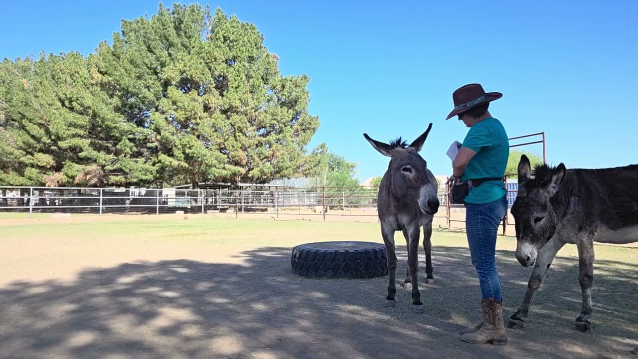 Fly Spraying Pablo 3/7 
