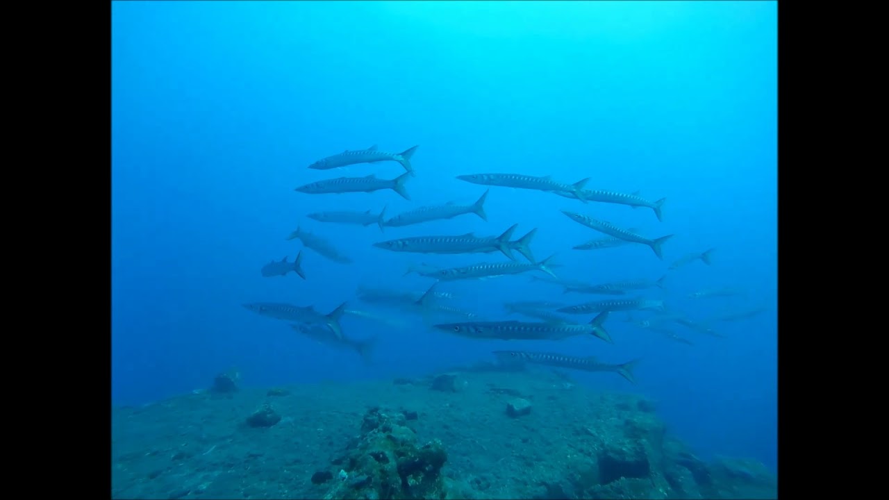 Scuba diving inside the caldera of Thira island (Santorini) with Atlantis dive center in Oia