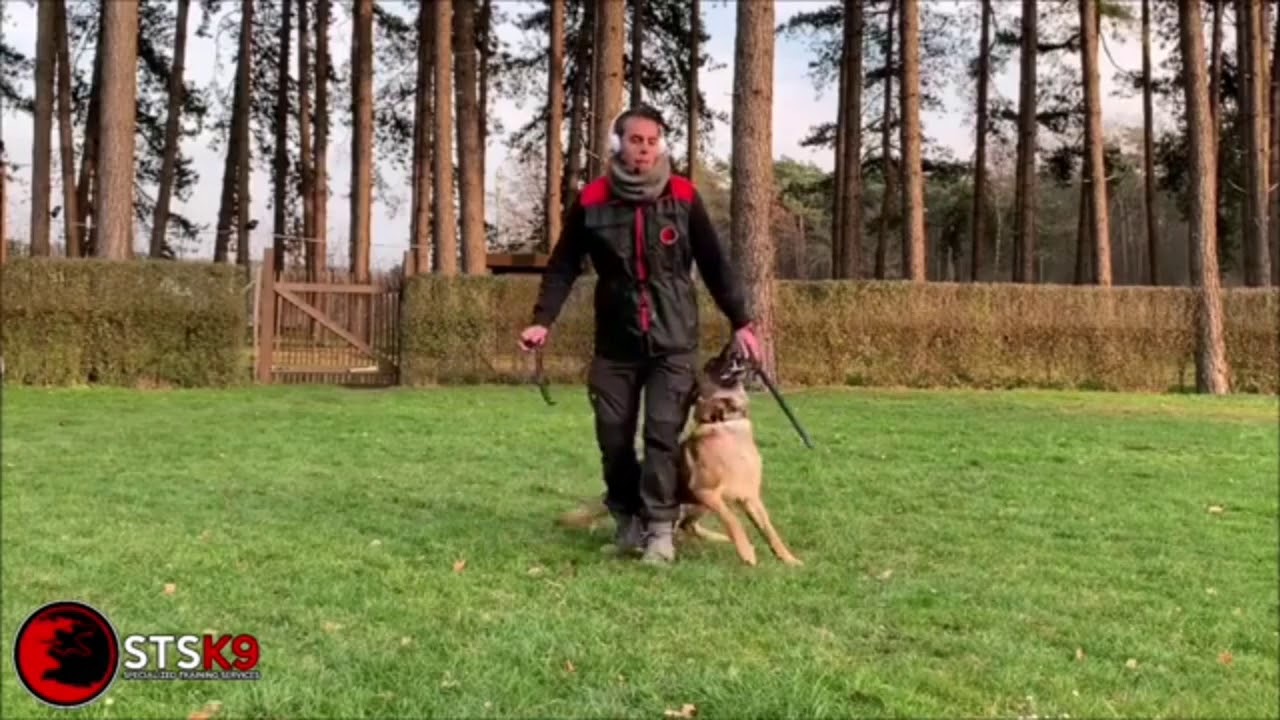 BELGIAN MALINOIS..
.. No rules no judge
Only fun.. Obbedience.. Trianing