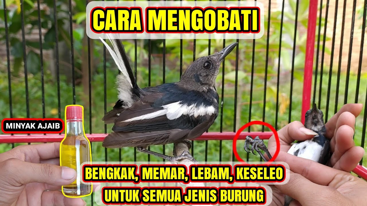 Cara Mengobati Kaki Burung Bengkak Karena Keseleo / Terkilir !! | Untuk Semua Jenis Burung 🐦