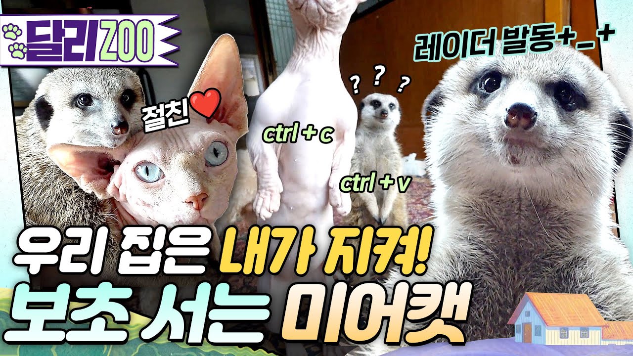[🐕#달리ZOO] 누가 둘이 친구 아니랄까봐~🍀하나부터 열까지 똑닮은 절친즈 미어캣 '티몬' X 고양이 '품바'😺 #TV동물농장 #달리 #DALI #미어캣 #티몬