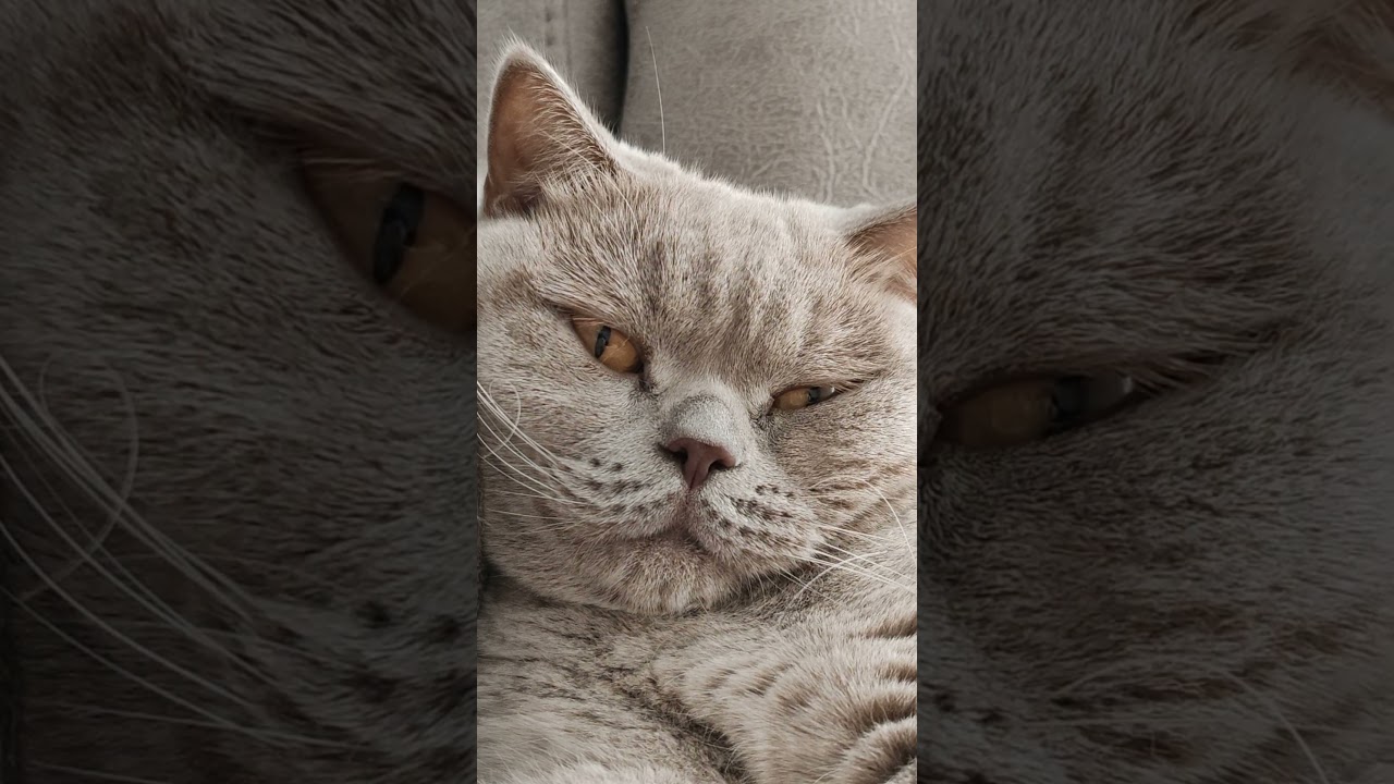 Cute Cat || bideshi cat || Foreign cat || bideshi biral #cat #potablewater  #funny #pets