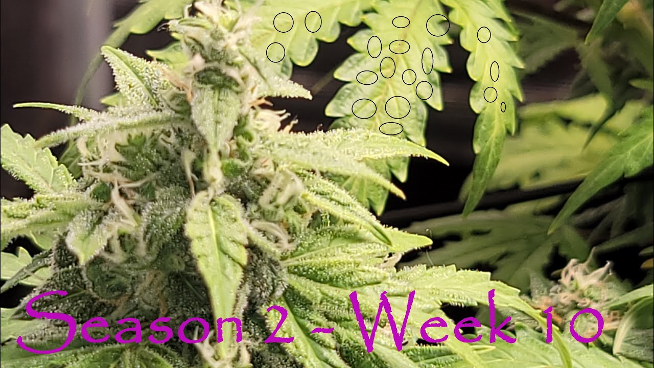 Season 2 Week 10 #Phenofinders #LemonBubble #SpiderFarmer #MegaCrop #Seedsman #Cannabis  #MarsHydro