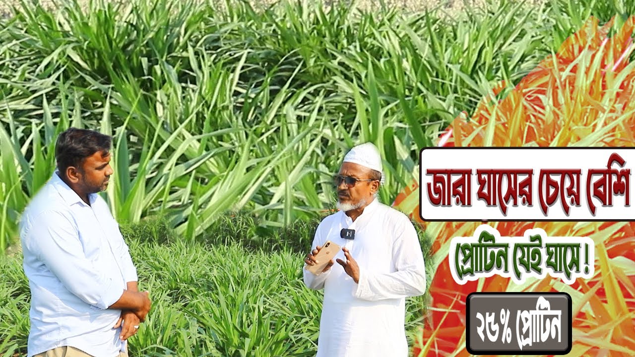 জারা ঘাসের চেয়ে বেশি প্রোটিন যে ঘাসে। জারা ঘাস ও ঘাসের কাটিং বিক্রয়