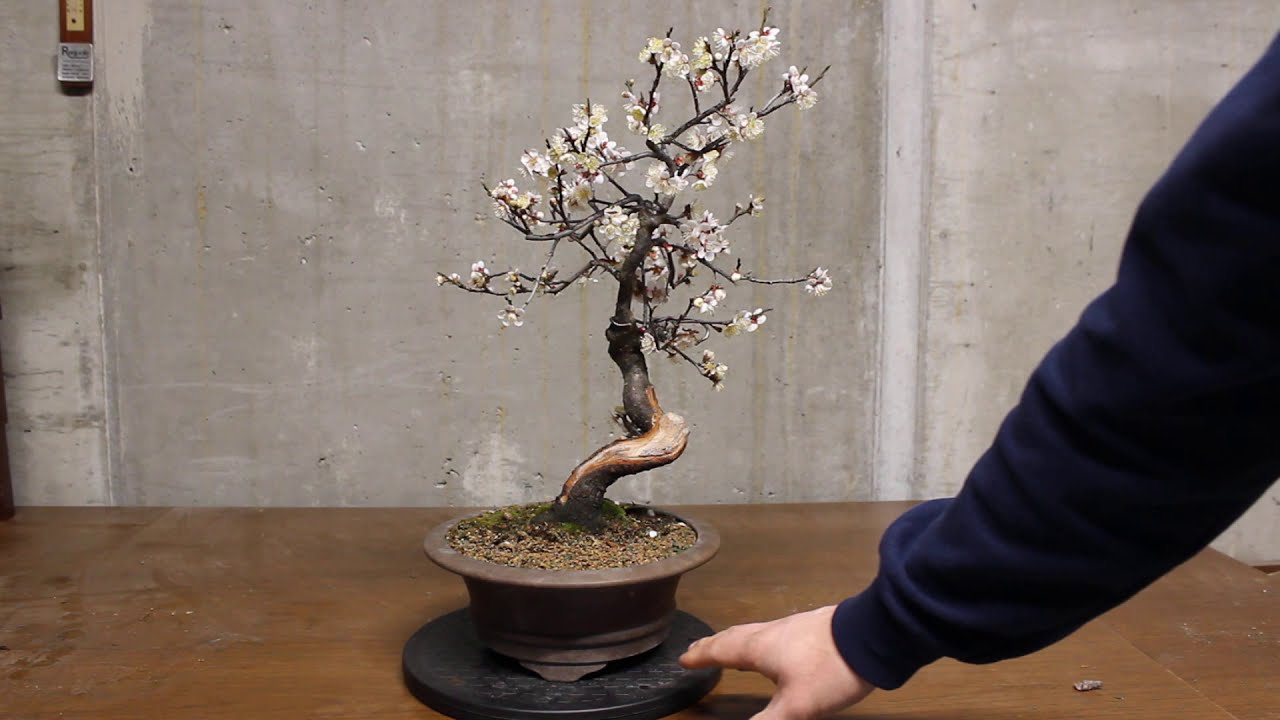 Bonsai di Prunus Mume - Private Collection