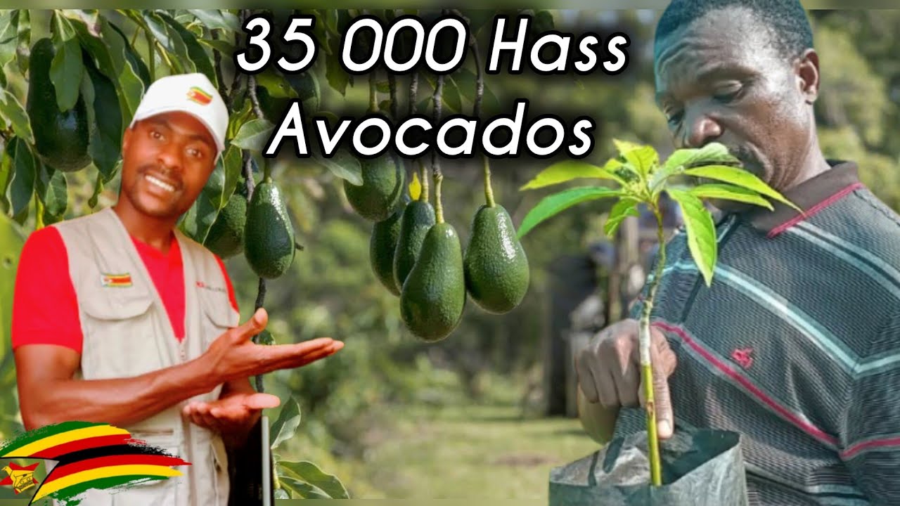 Inside $Million Avocado Farm: 35,000 Hass Trees Planted!