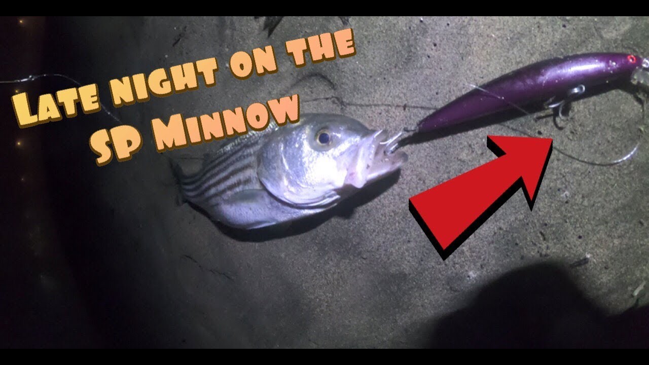STRIPED BASS FISHING: SP MINNOW