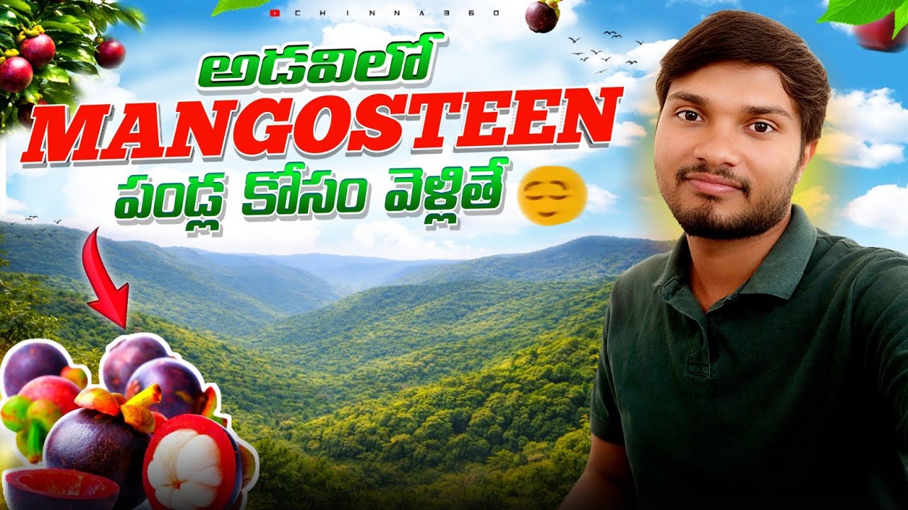Mangosteen పండ్ల కోసం అడవిలోకి వెళ్ళితే 🌿 | Queen of Fruits Wild Hunt | CHINNA 360