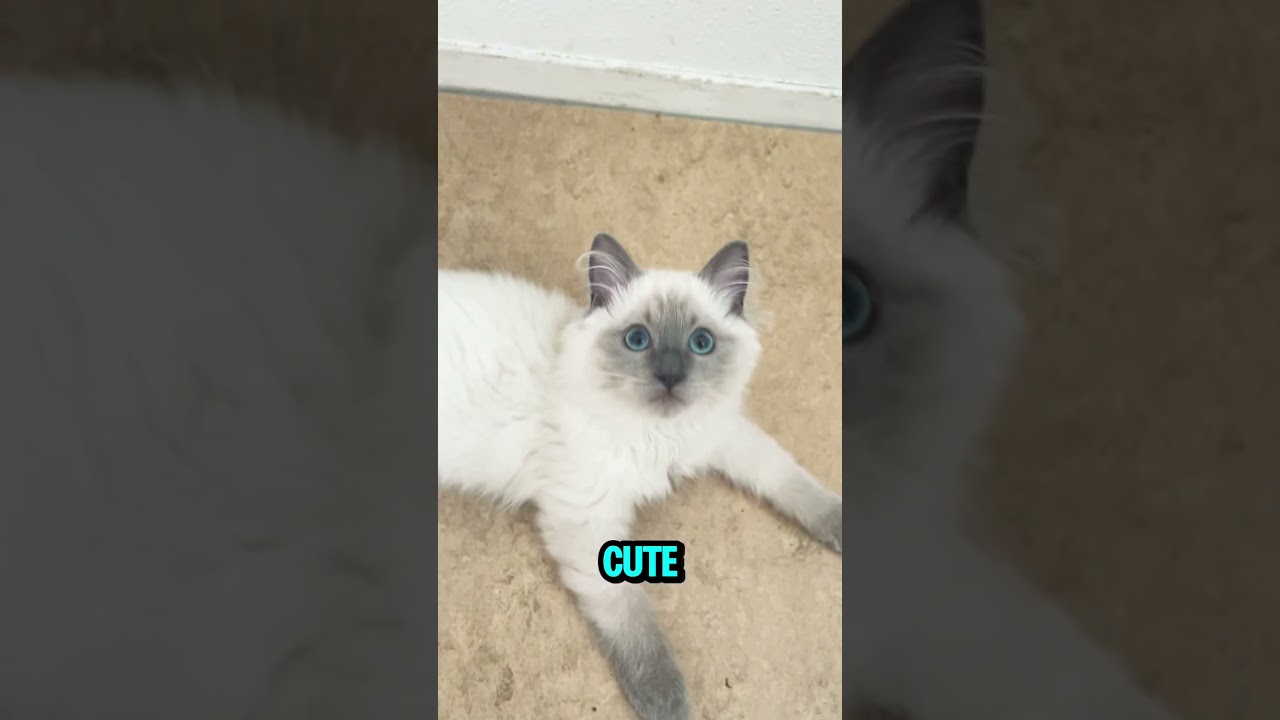 3 Things This Ragdoll Kitten is Absolutely Perfect At 😴💙