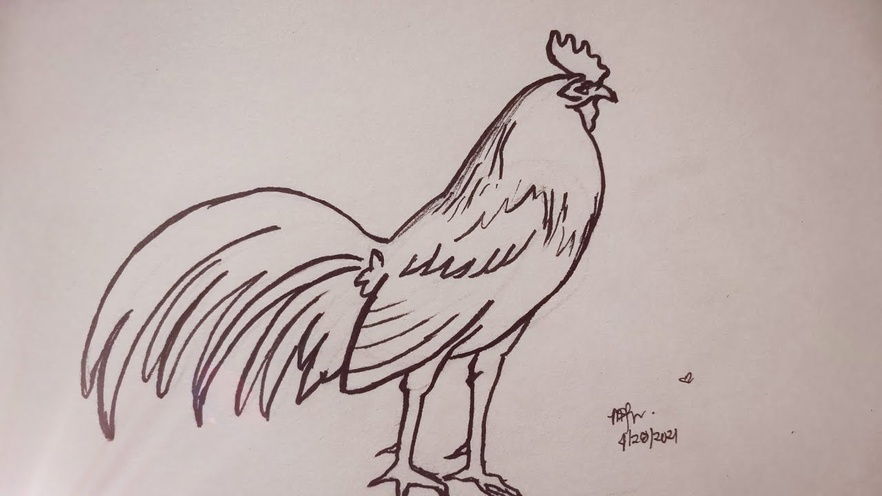 How to Draw a Rooster | Very Simple and Easy | Marz's Passion