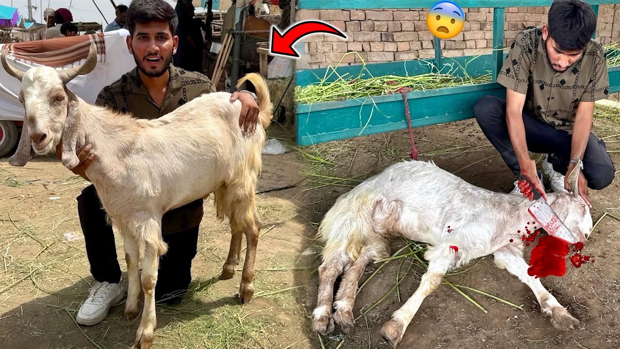 Qurbani Ky Leay Bakra Aa Gya😱 Mandi Bhot Zaleel Hovy🥺