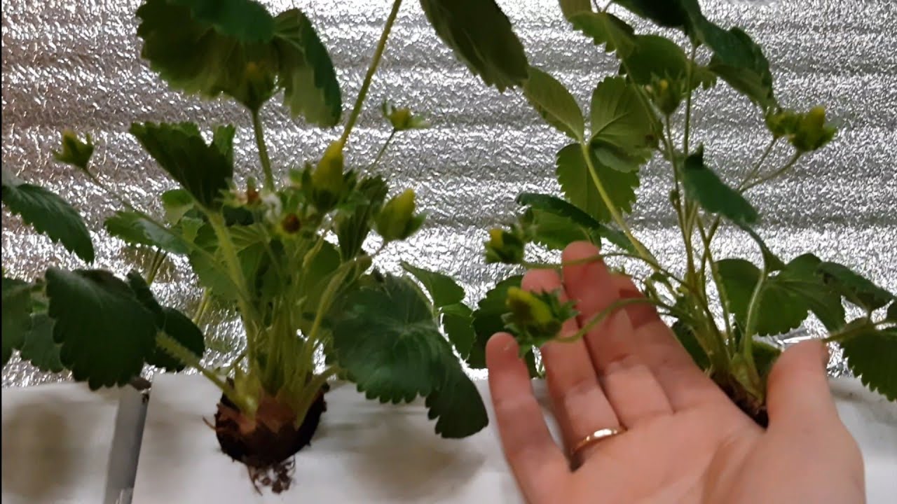 // БЮДЖЕТНЫЙ ГРОУБОКС // Growbox для двух растений за 1500₽. СО2 Для урожая. Клубника 1 февраля.