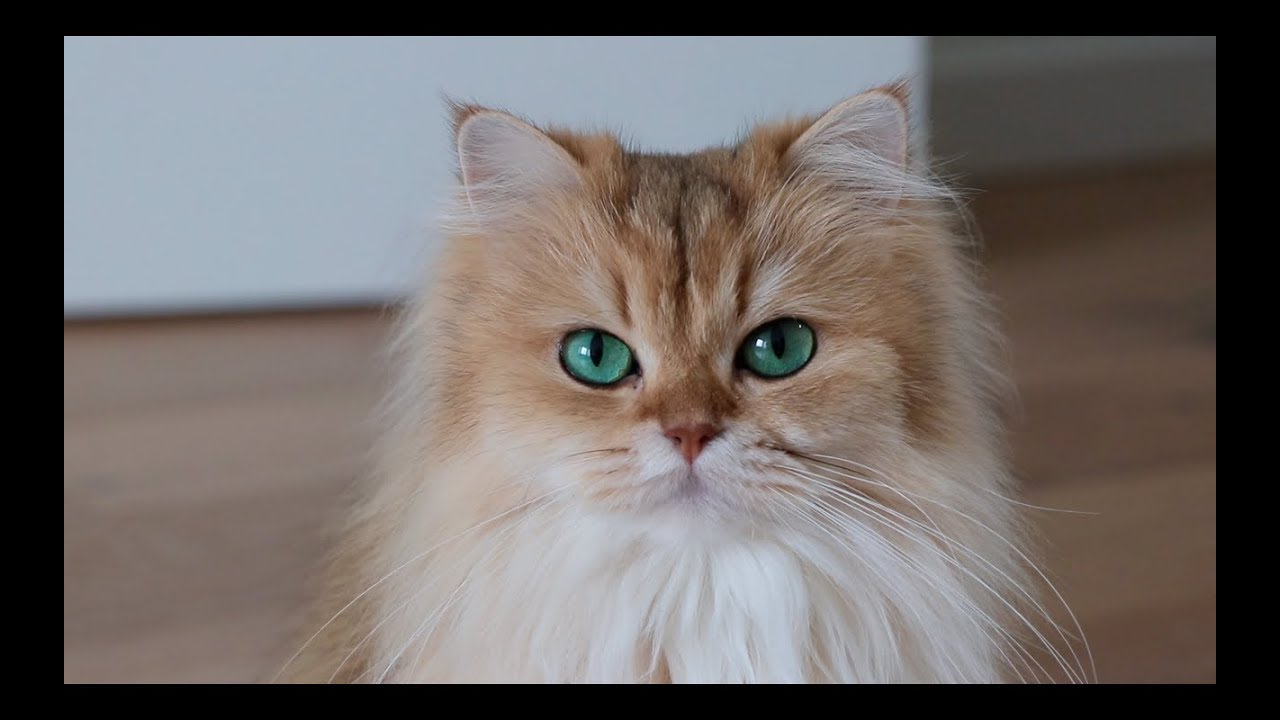 LAZY CATURDAY - Cat Vlog #1 - Smoothie & Milkshake
