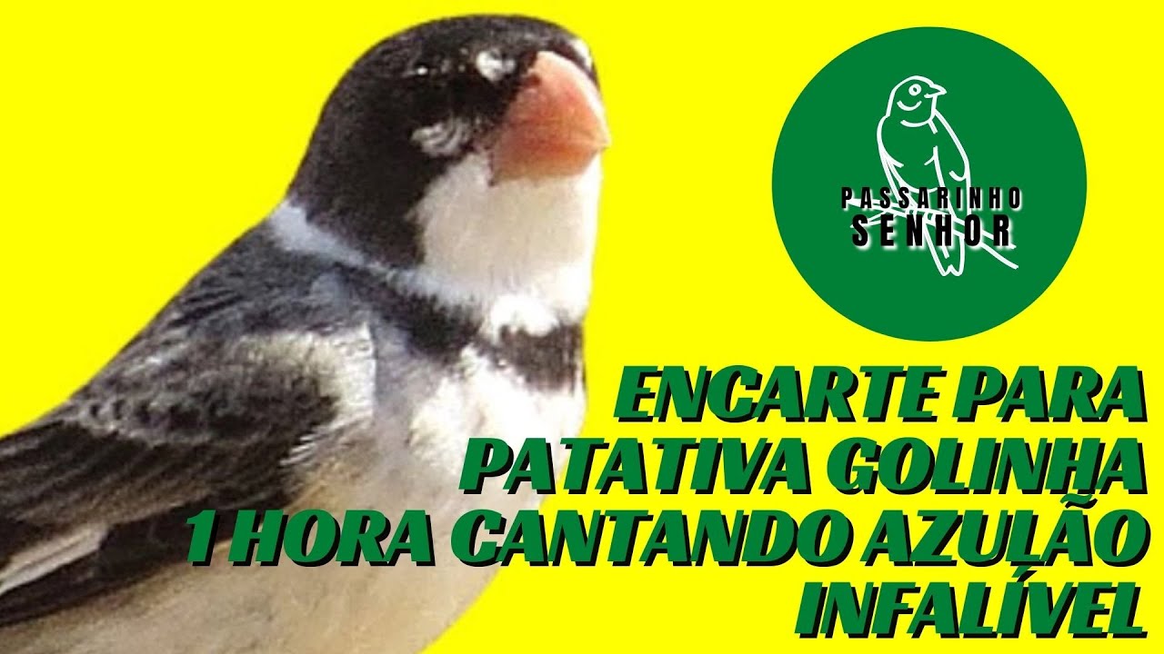 ENCARTE PARA PATATIVA GOLINHA CANTAR AZULÃO E DETONAR