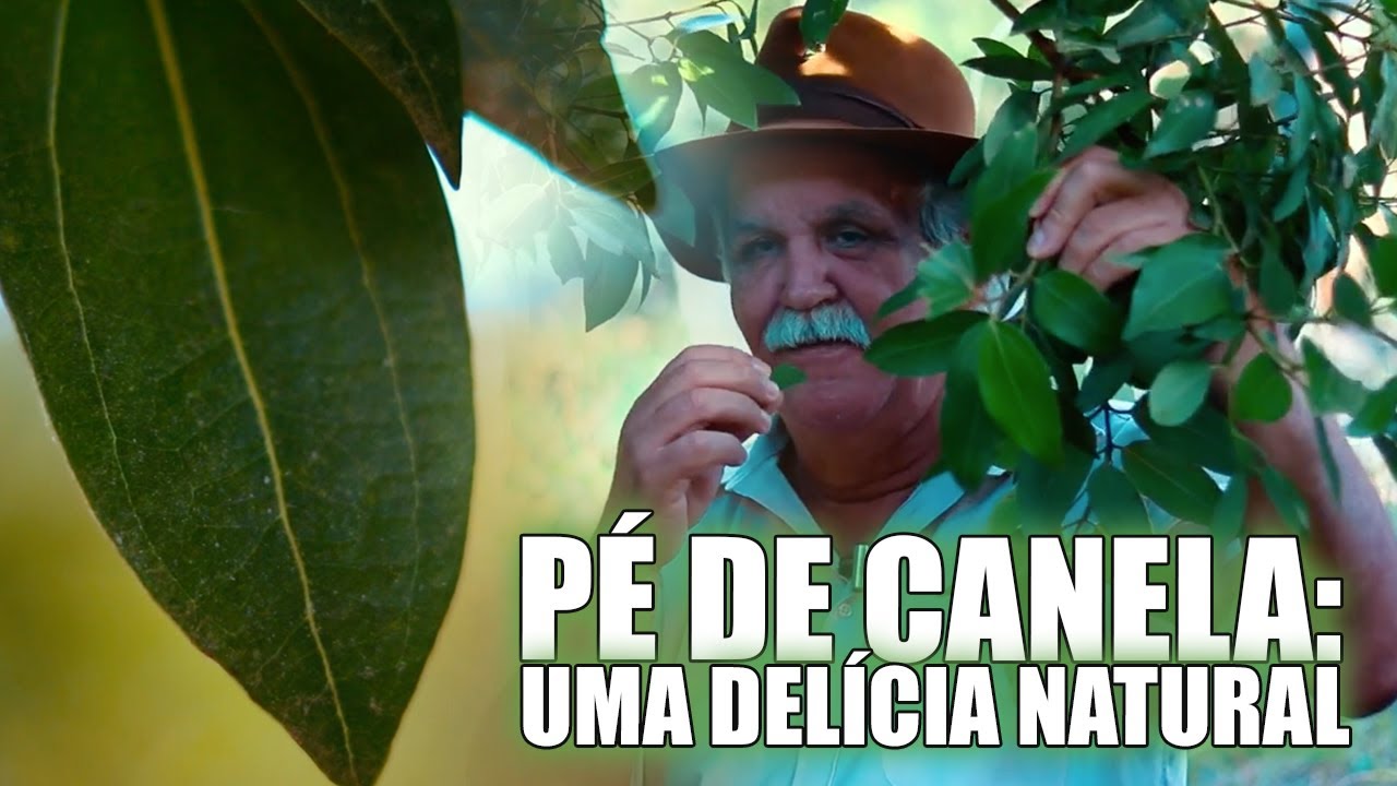DE ONDE VEM A CANELA, COMO É O PÉ DE CANELA (CANELEIRA) E PRA QUE SERVE A CANELA? VEJA TUDO AGORA