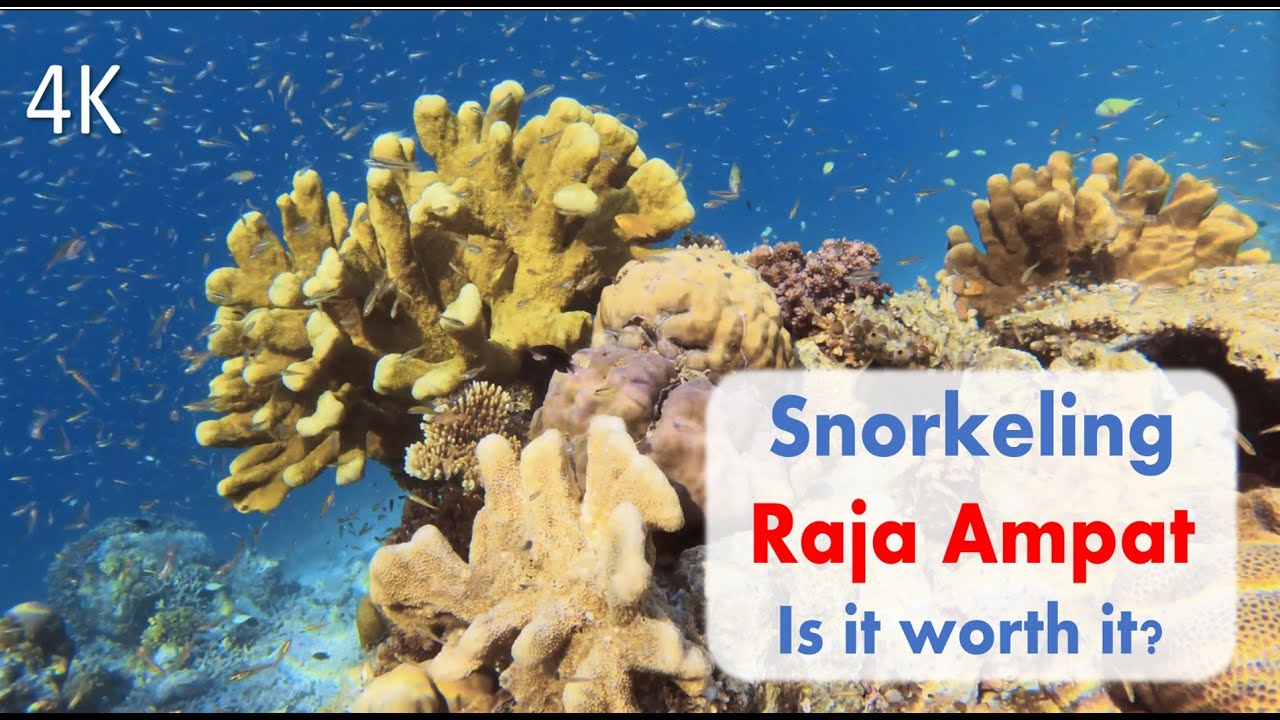 Raja Ampat: Snorkeling or Diving?