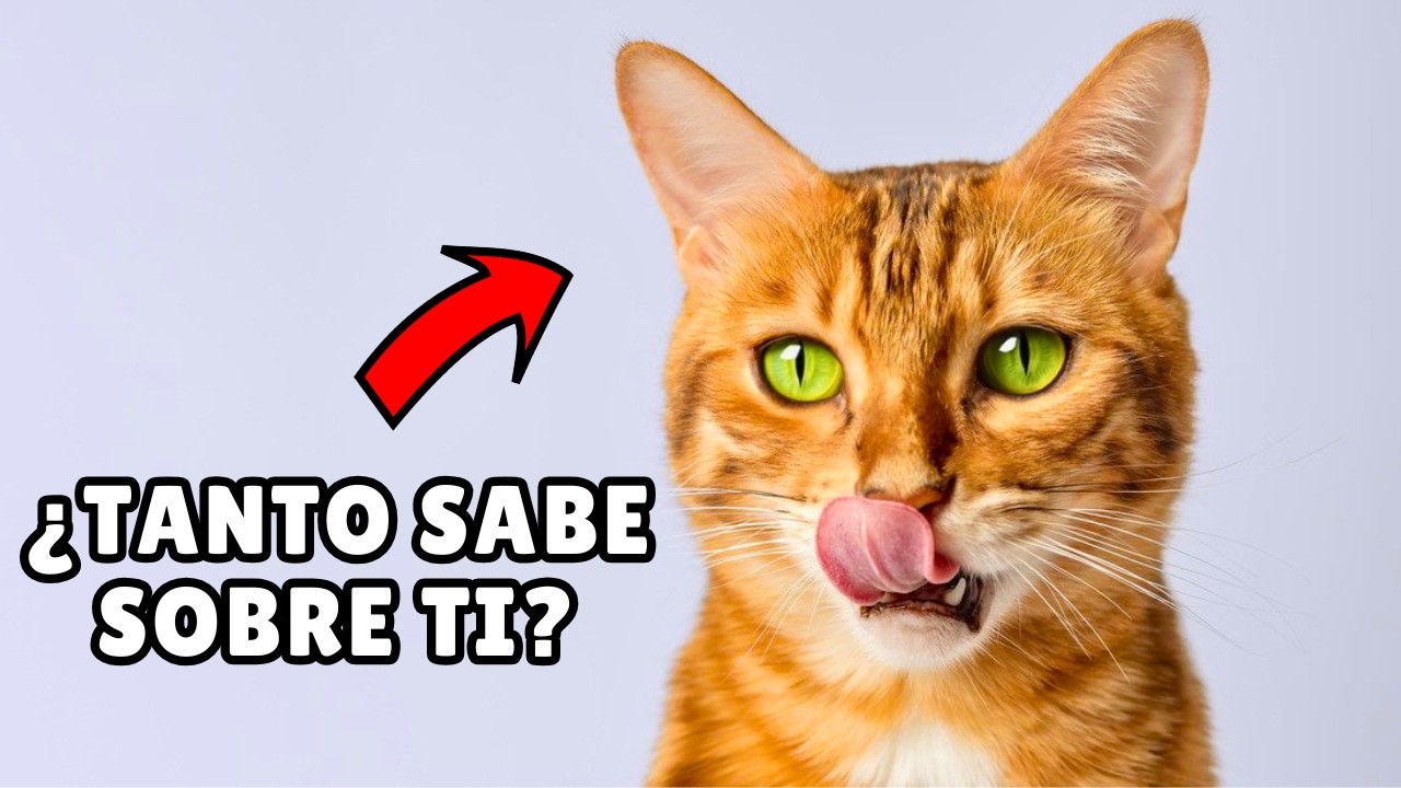 15 SECRETOS que tu gato SABE DE TI ⚡