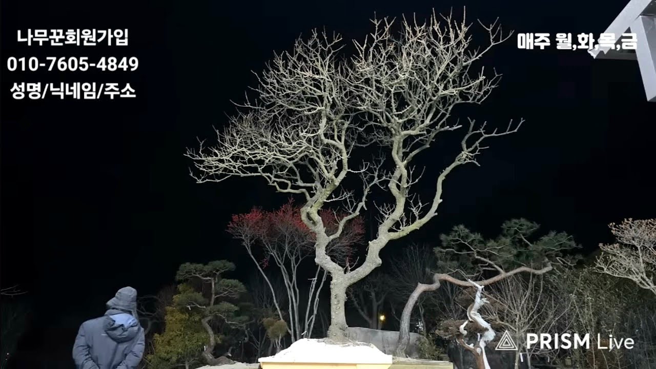26년01월29일 님사랑이야기의 나무꾼경매장 122회(특수목,조경수,분재,정원수)