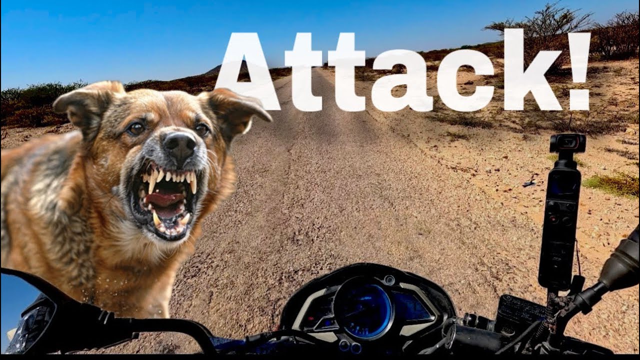 Weerarkii ayga [E 23] ee gobalka Awdal | agressive dog!