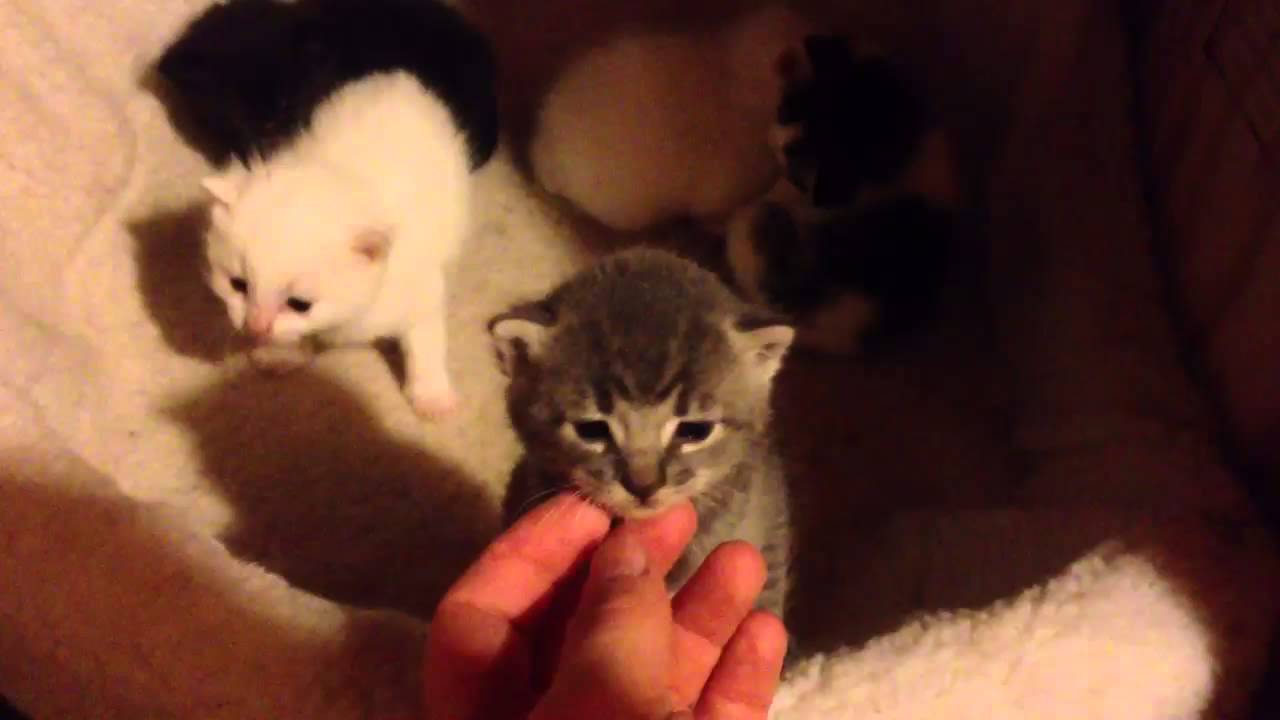 Trap And socialize a Feral Female and her 5 Kittens - Part 3