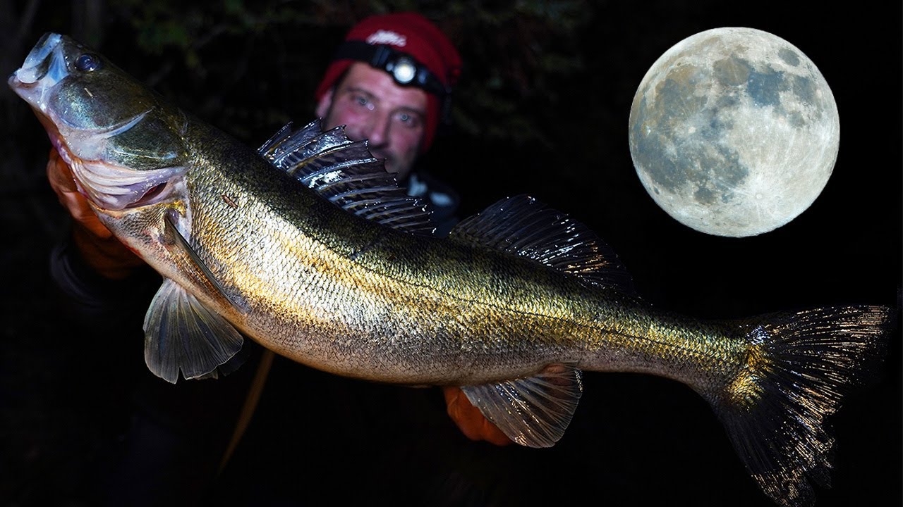 Vollmond-Zander drehen durch! 🌕🎣 Unglaubliche Nächte inkl. XXL Beifang 🐊