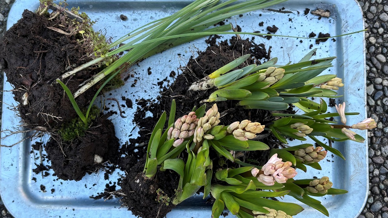 Spring Bulb Transplant (Iris, Hyacinth & Daffodil) - March 8, 2026