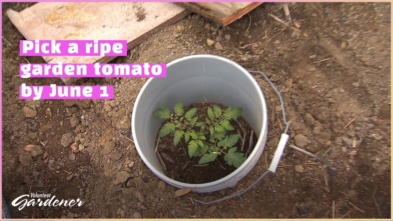 Early Start to Tomatoes | Volunteer Gardener