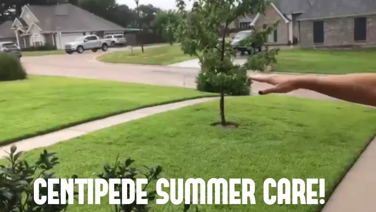 CENTIPEDE GRASS SUMMER CARE